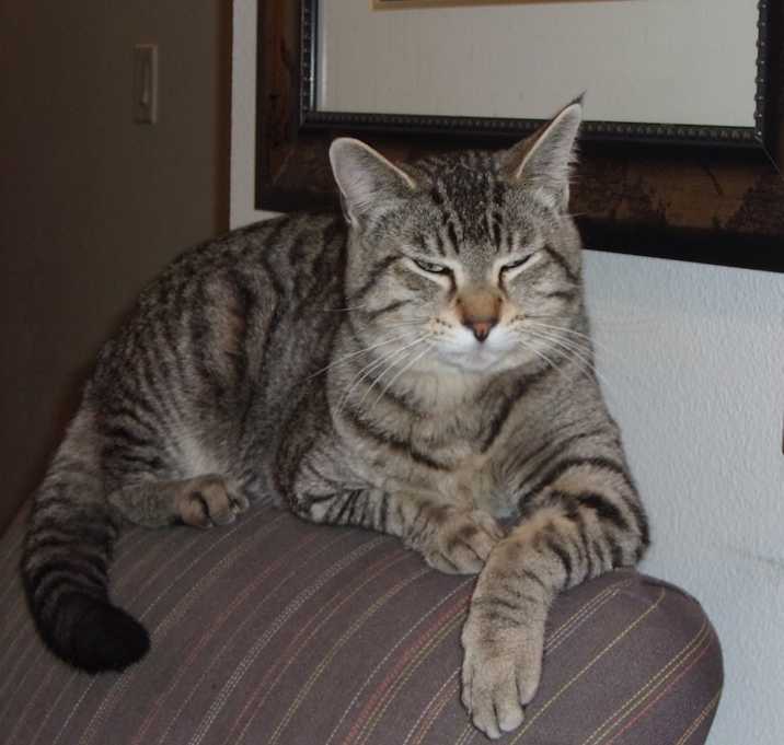 Photo of Tiger