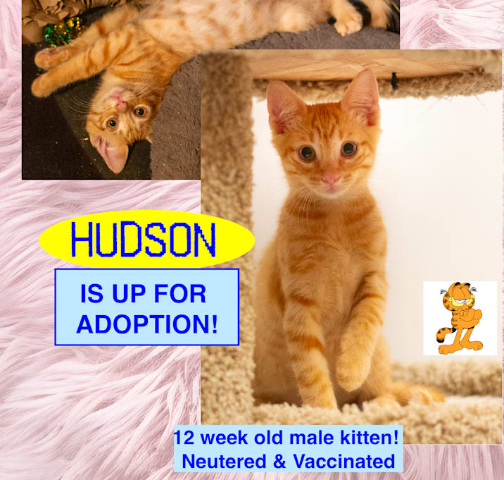Photo of Hudson