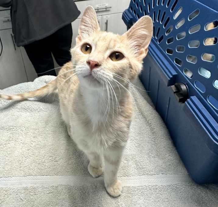 Photo of Tango 