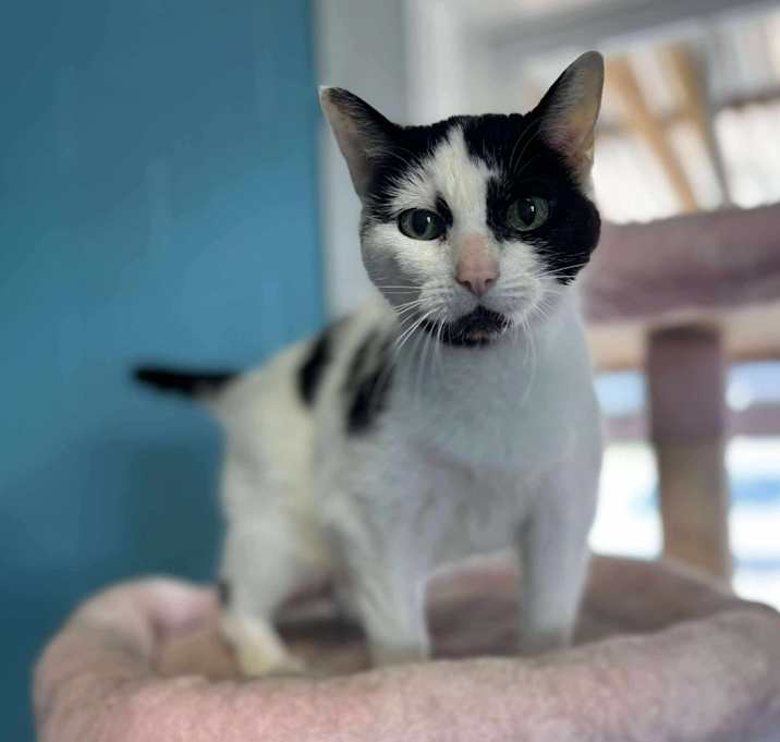 Photo of Purrtha