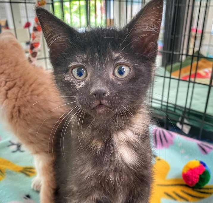 Photo of Crackle 