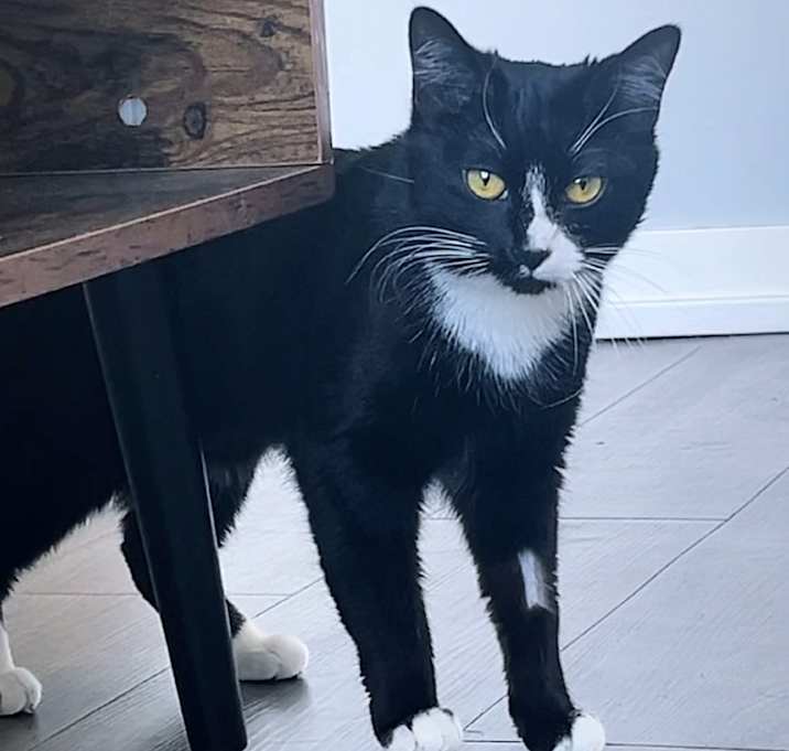 Photo of Oreo