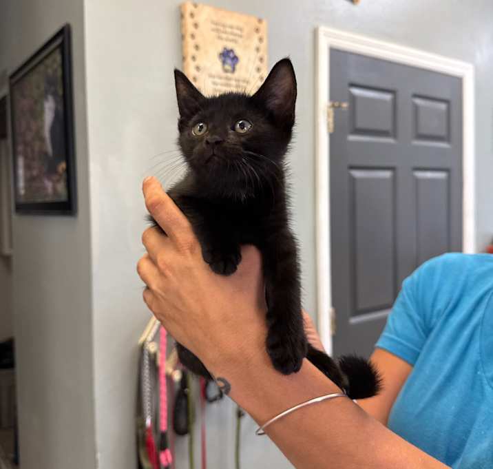 Photo of Sirius Black 