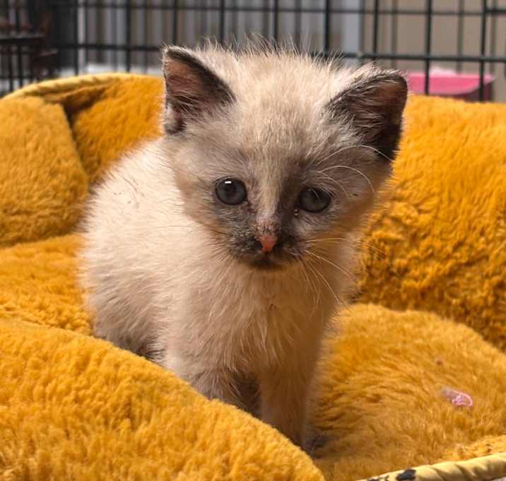 Photo of Oakley 
