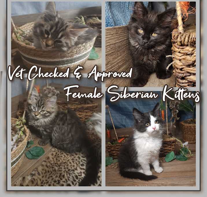 Photo of Siberian Kittens 651-248-9189