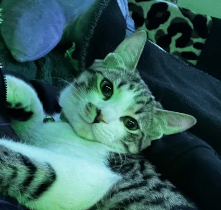 Photo of Tarzan