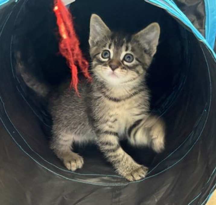 Photo of Hermes