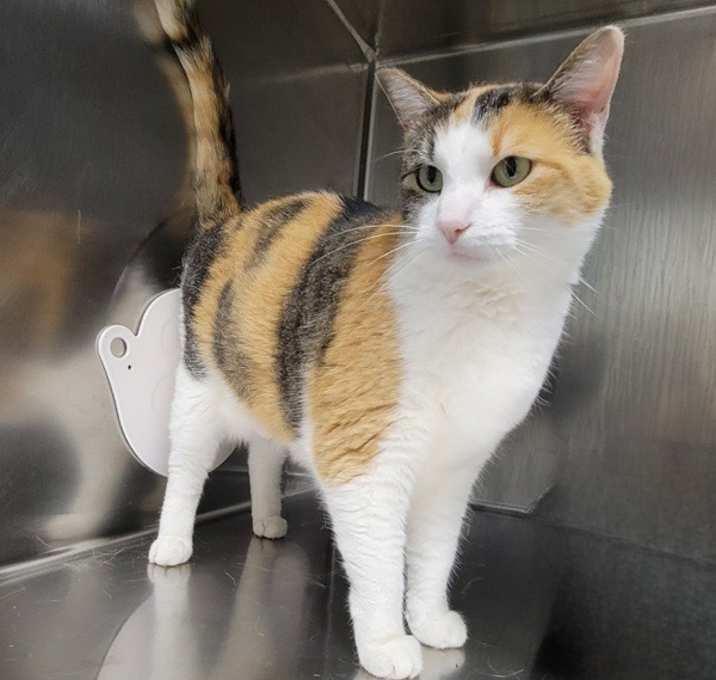 Photo of Sunny Belle