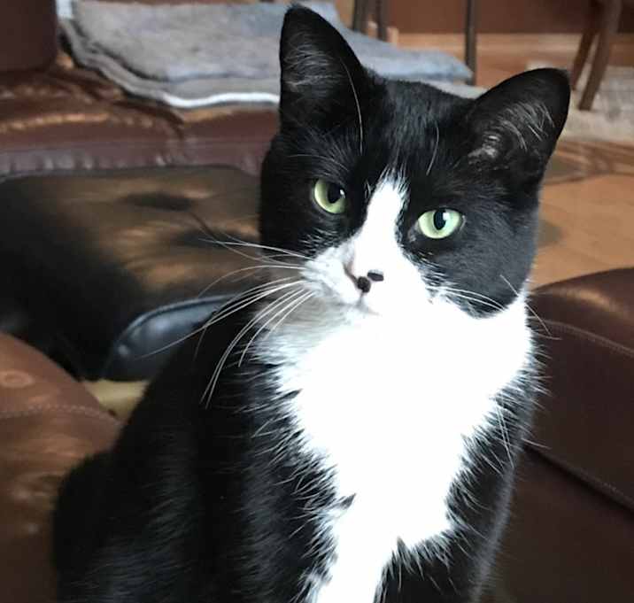 Photo of Misty