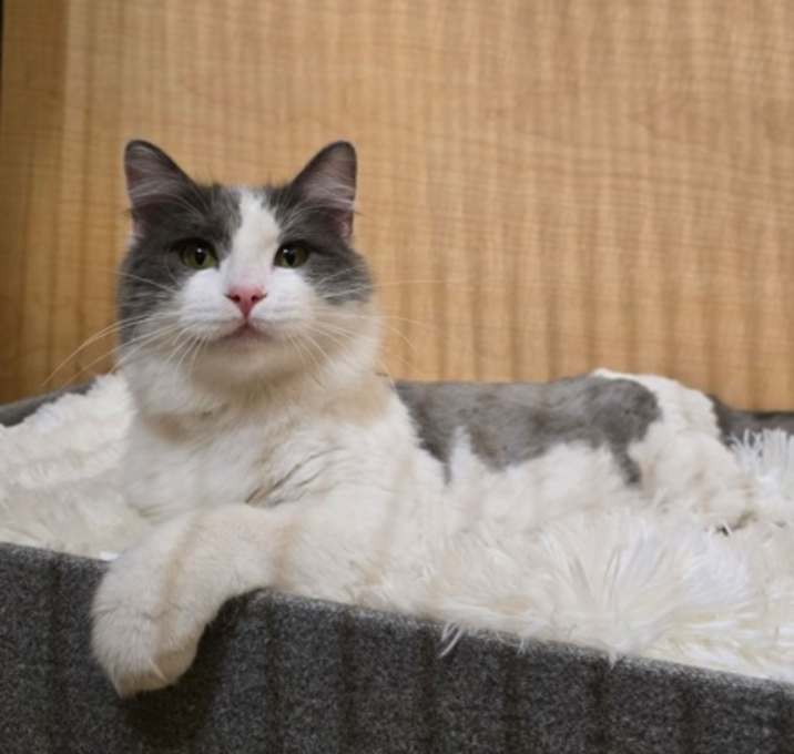 Photo of Nemo