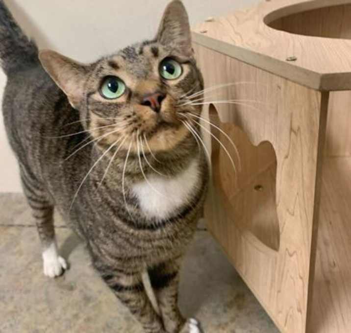 Photo of Whisker