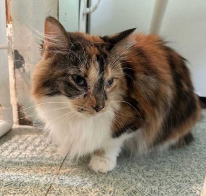 Photo of Shiloh