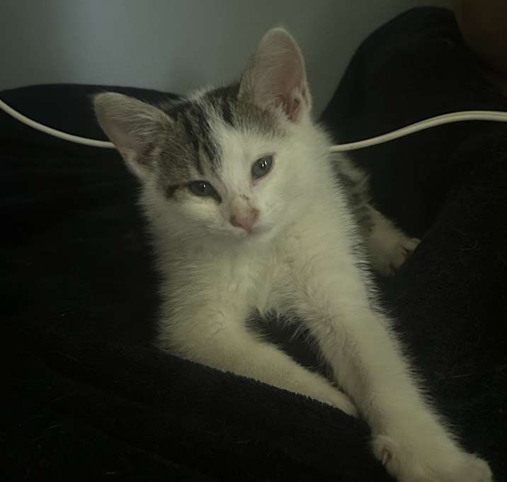 Photo of Cyrus