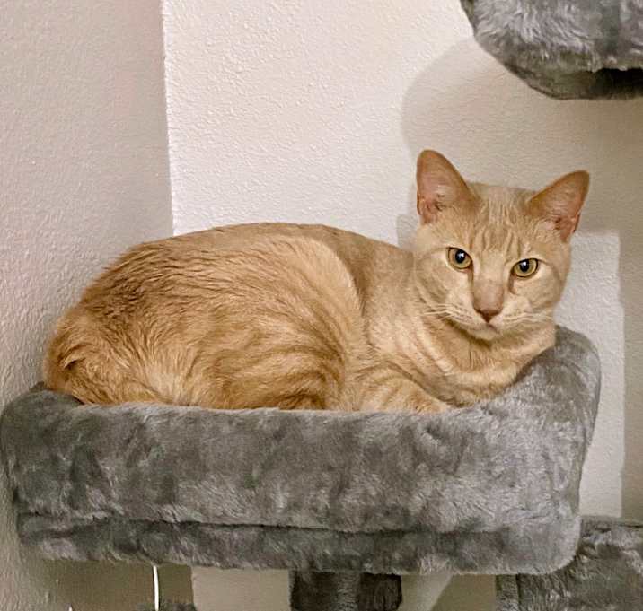 Photo of Lemon