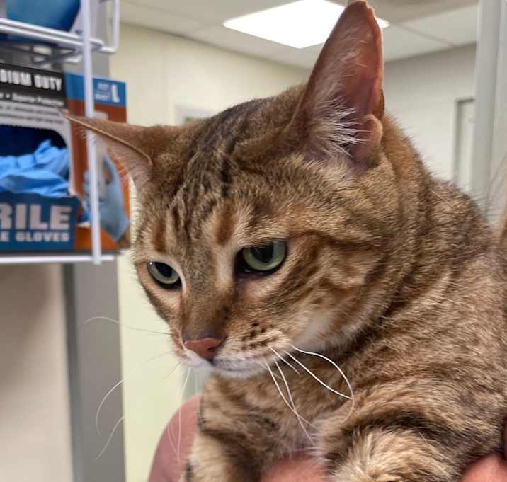 Photo of Pumpkin