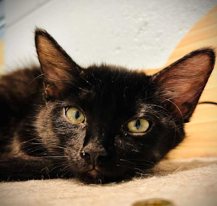 Photo of Sequoia