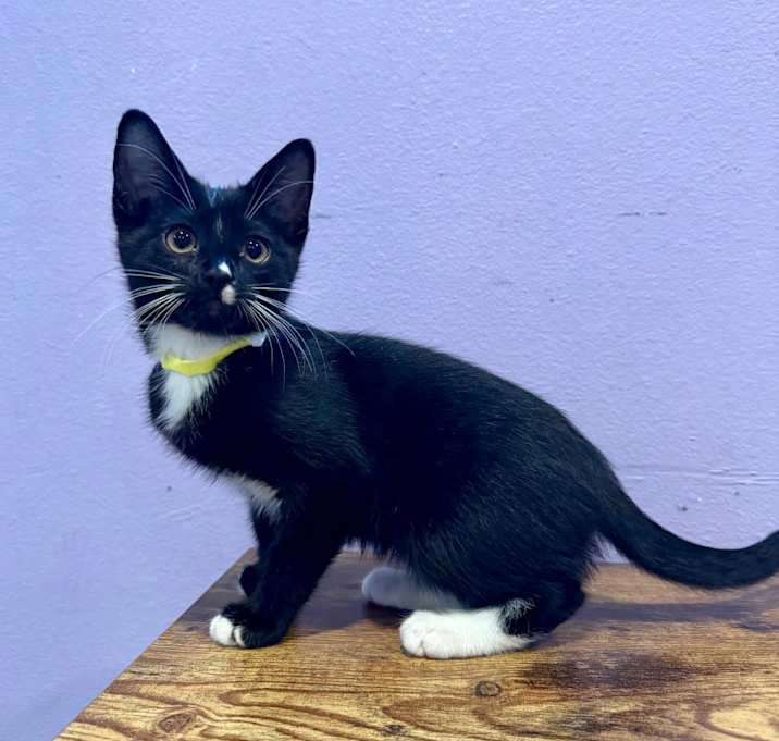 Photo of Chutney