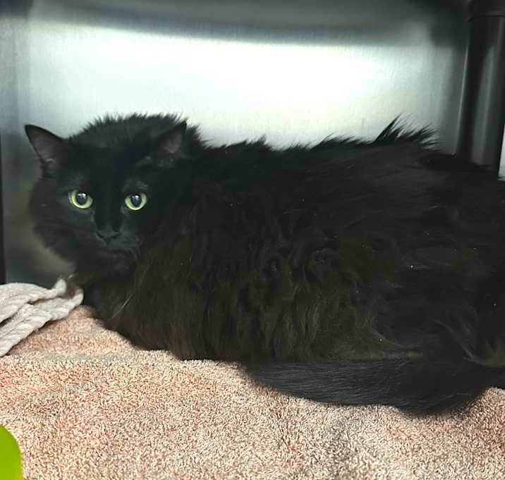 Photo of Binx