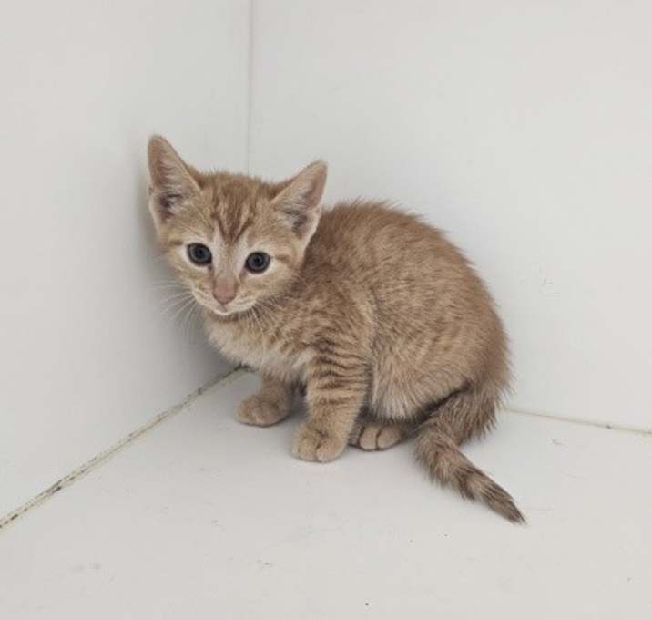 Photo of Smitten
