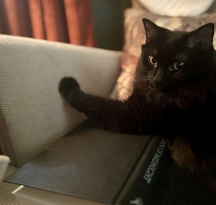 Photo of Scout