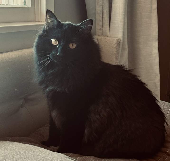 Photo of Violet