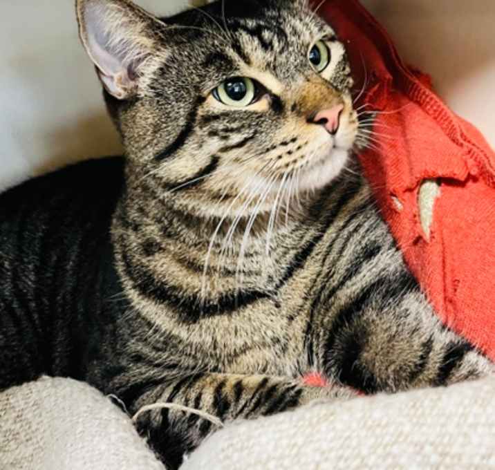 Photo of Maximus