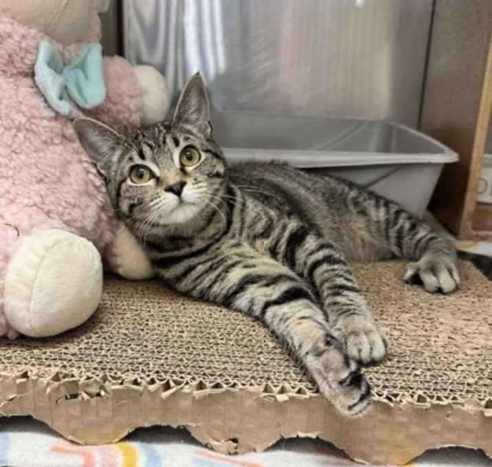 Photo of Shadow