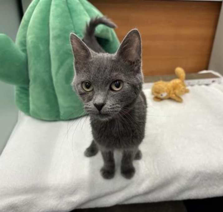Photo of NUGGET