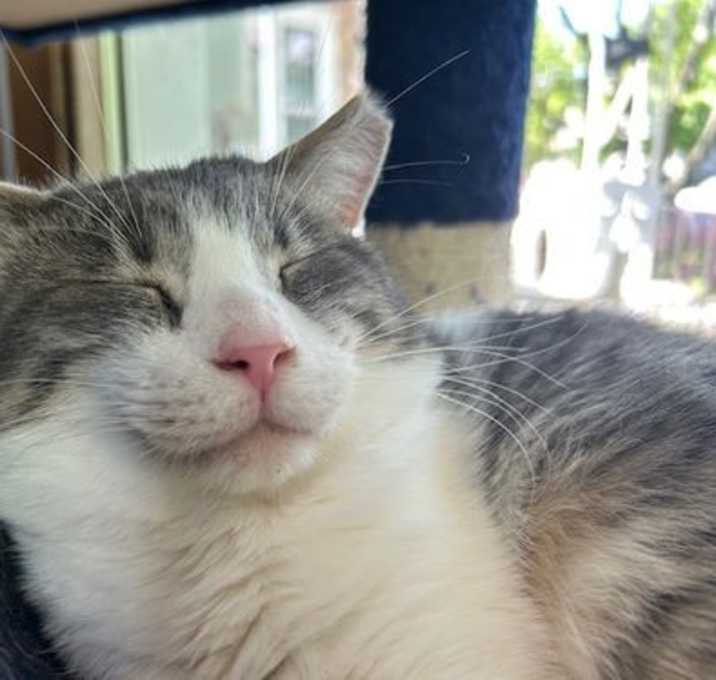 Photo of Mr. Whiskers
