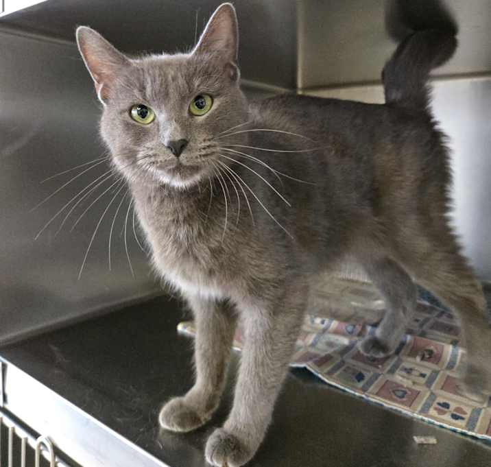 Photo of Misty