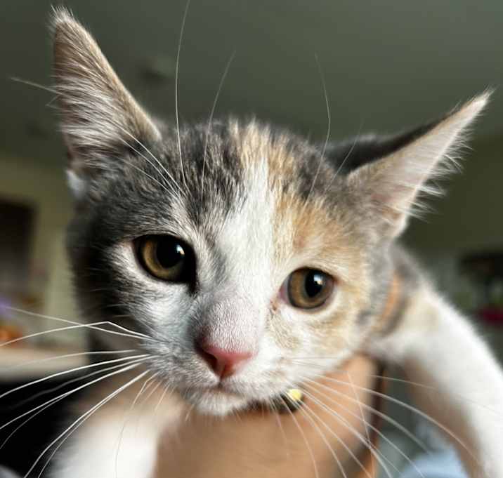 Photo of Tilly