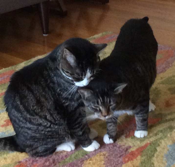 Photo of 2 cats -Suki and Lily