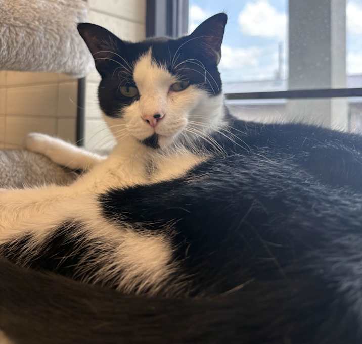 Photo of Comet