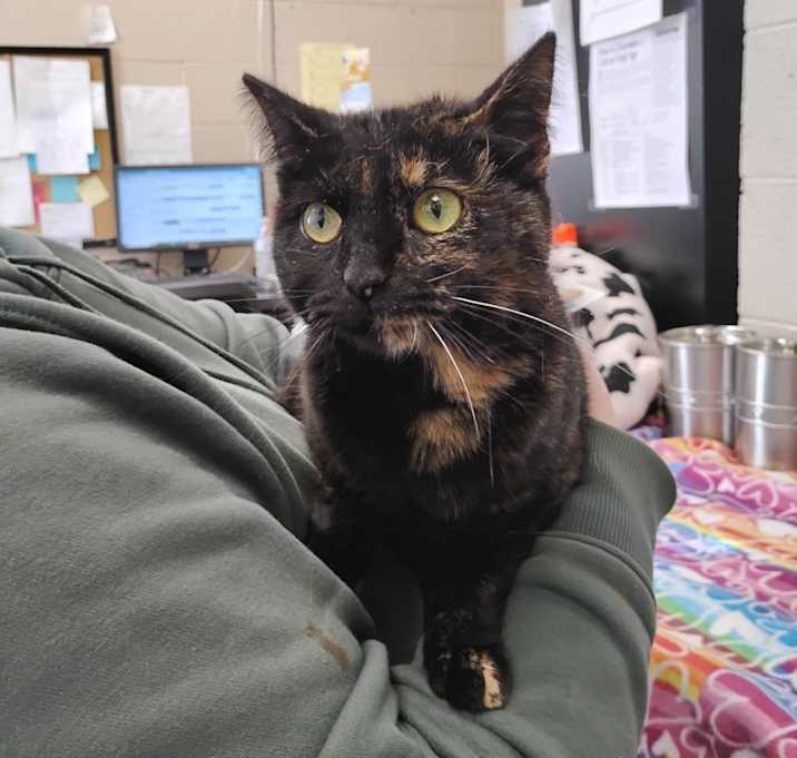 Photo of Phoebe (mom)