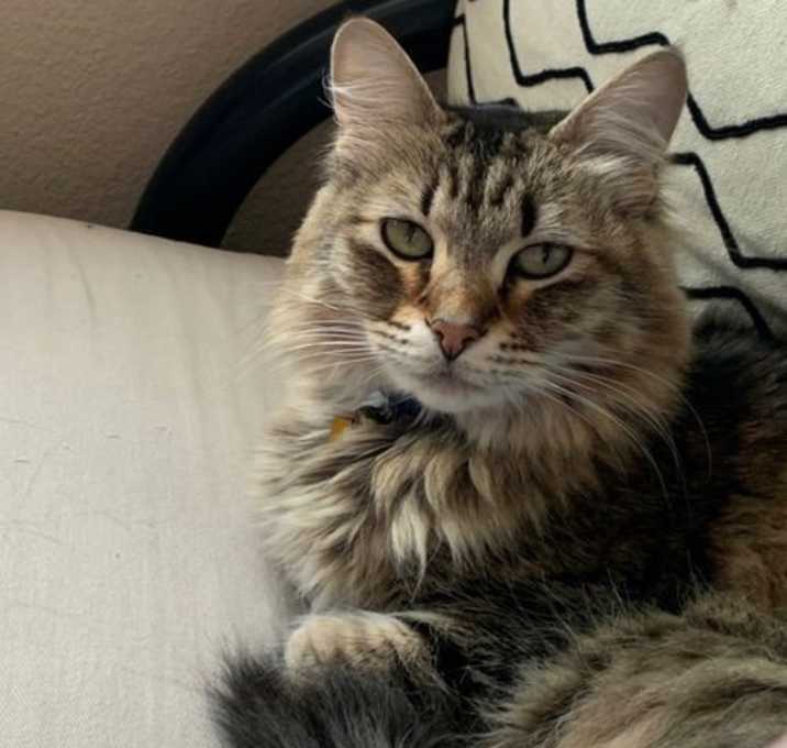 Photo of Benji-man Button