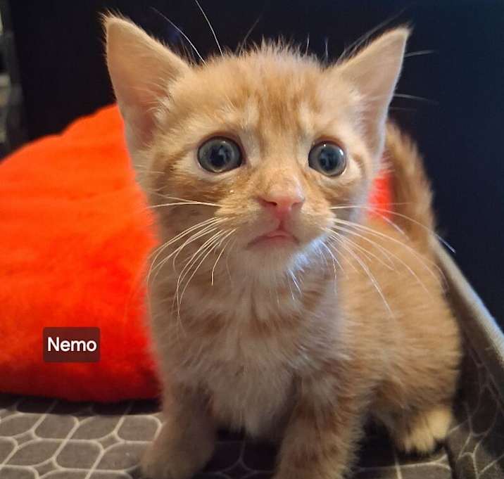 Photo of Nemo