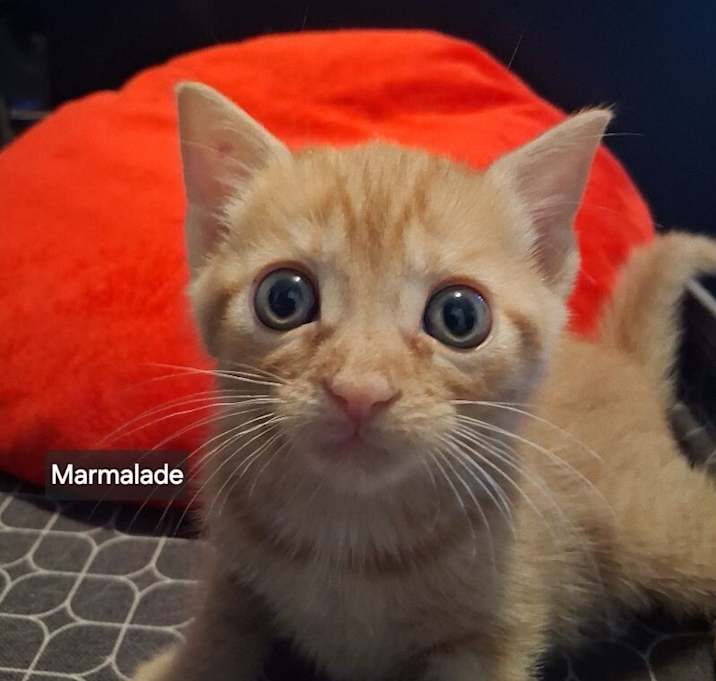 Photo of Mamalade