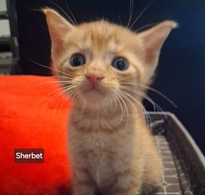 Photo of Sherbet