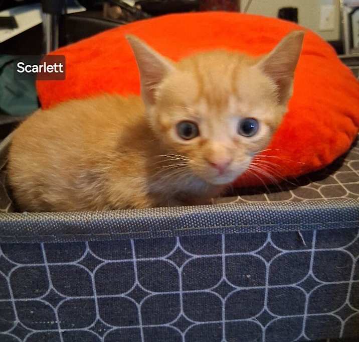 Photo of Scarlett