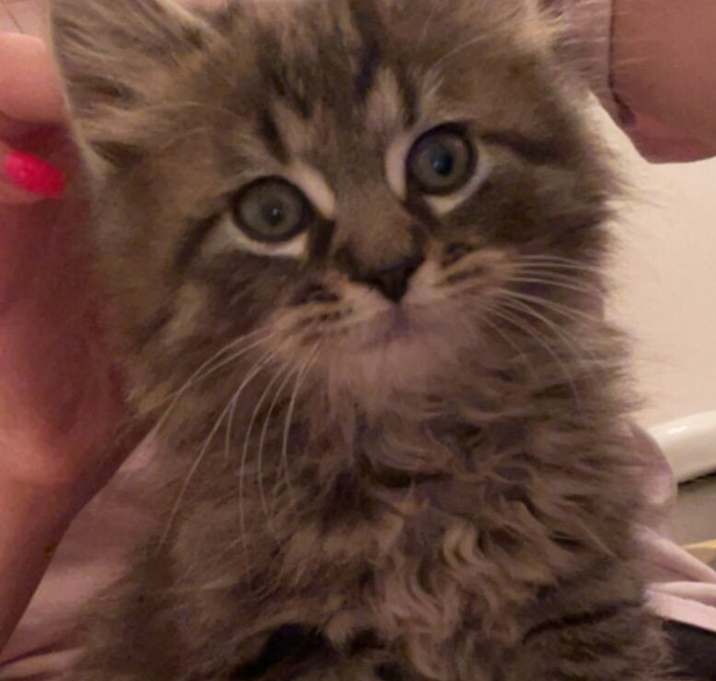 Photo of Champ