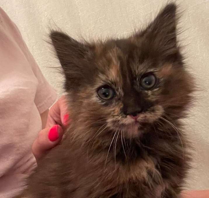 Photo of Sparkle