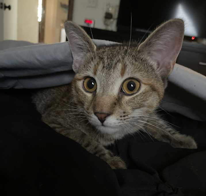 Photo of Ren