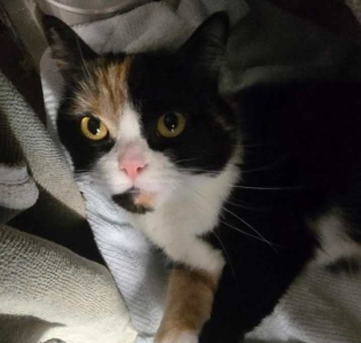 Photo of Rosie