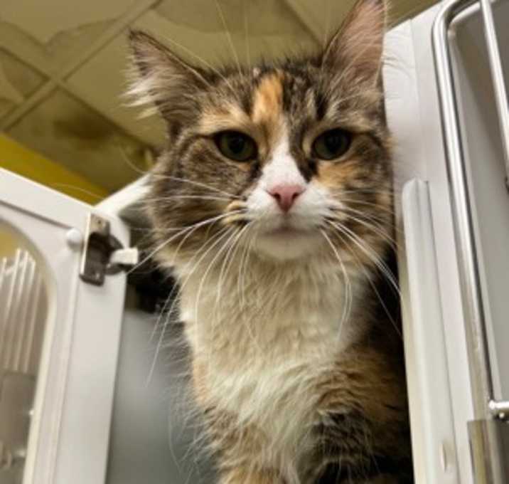 Photo of Kitty
