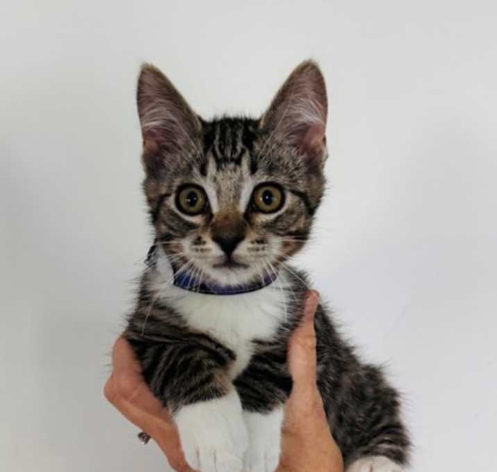 Photo of Smokey