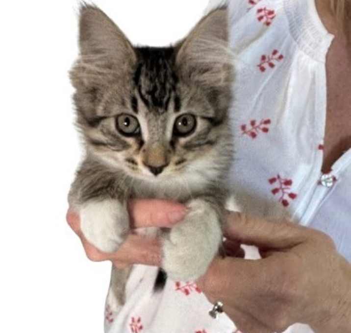 Photo of Flame