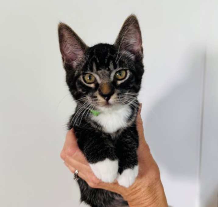 Photo of Coal