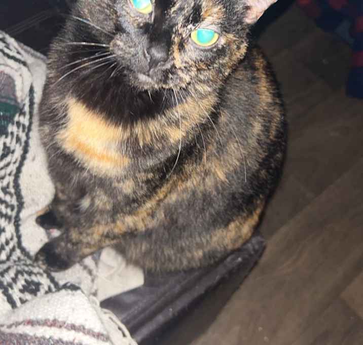 Photo of Luna