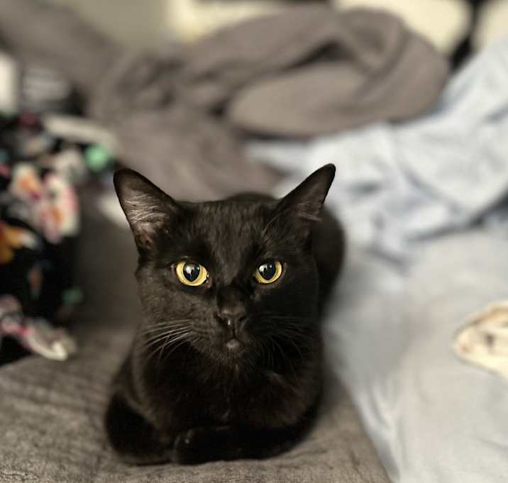 Photo of Nala