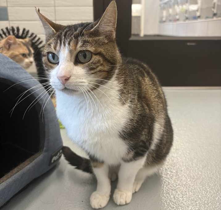 Photo of Tippy